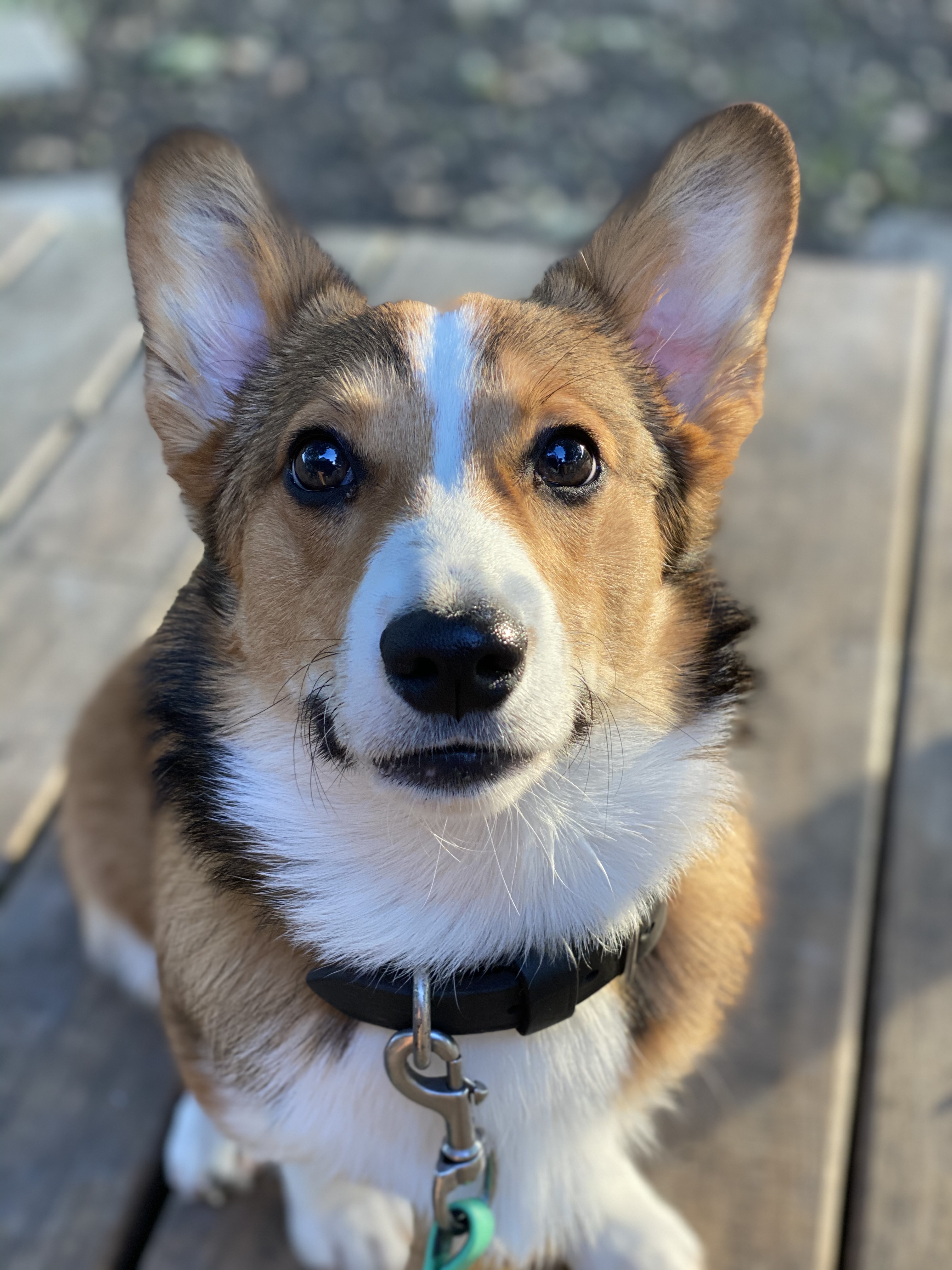 Our HappyGentle Dogs